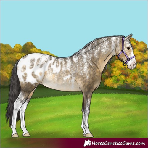 Horse Color:Powder White Buckskin Dun Sabino Appaloosa Rabicano 