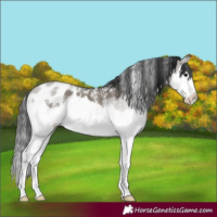 Horse Color:Powder White Grullo Splash Appaloosa 