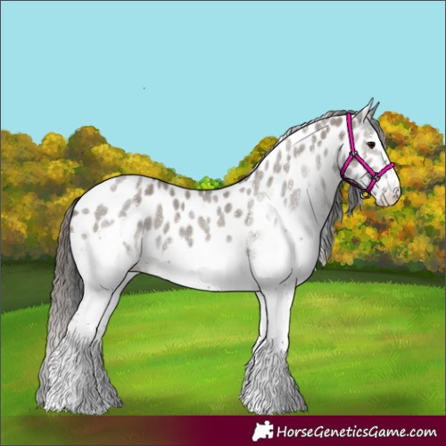 Horse Color:White Spotted Smoky Grullo Frame Appaloosa 