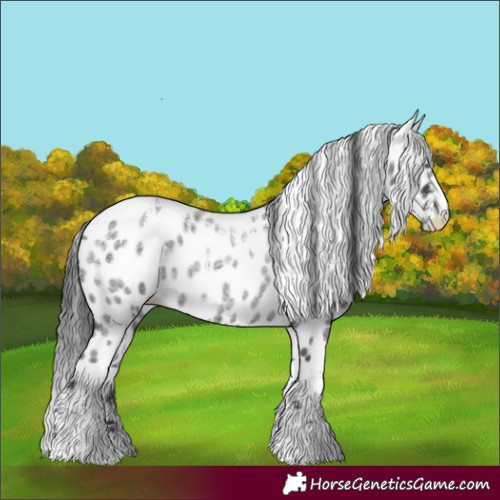 Horse Color:Powder White Blue Roan Appaloosa 