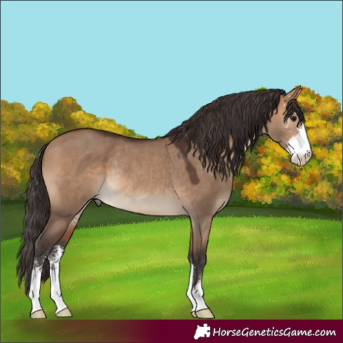 Horse Color:Bay Dun Sabino Rabicano 