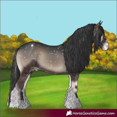 Horse Color:Blue Onyx Appaloosa