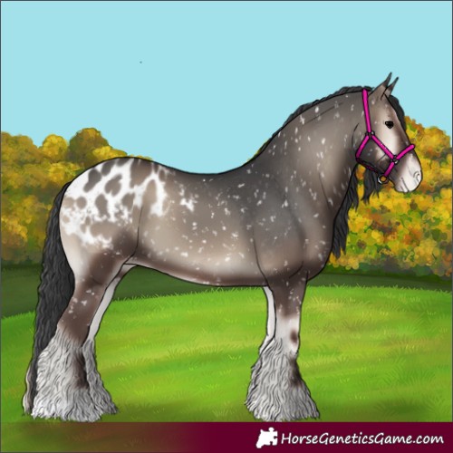 Horse Color:Blue Onyx Appaloosa 