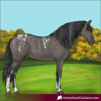 Horse Color:Powder White Grullo 