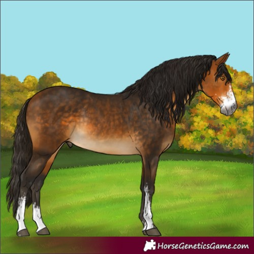 Horse Color:Gray Buckskin Sabino Rabicano