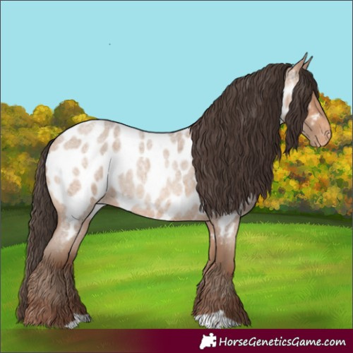 Horse Color:Amber Champagne Roan Appaloosa 