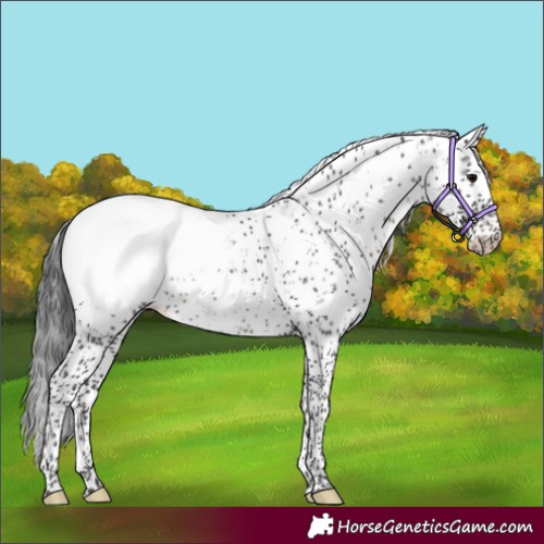 Horse Color:Black Sabino Appaloosa 