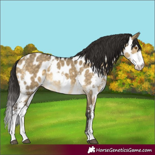 Horse Color:Buckskin Dun Sabino Appaloosa