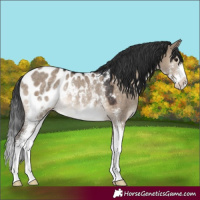 Horse Color:Brown Dun Sabino Near Leopard Rabicano 