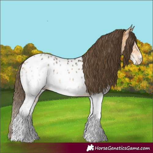 Horse Color:White Spotted Buckskin Appaloosa Rabicano 