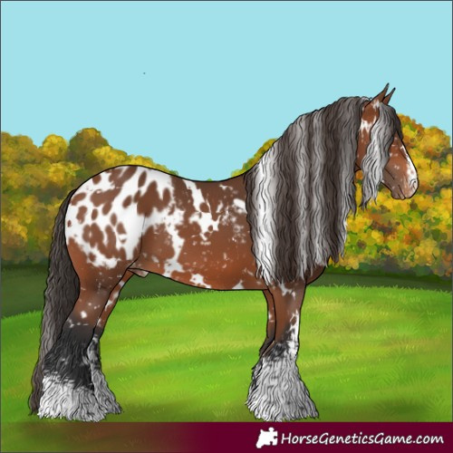Horse Color:White Spotted Bay Sabino Appaloosa 