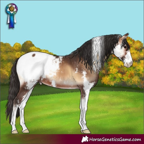 Horse Color:Brown Onyx Sabino Appaloosa 