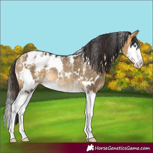Horse Color:Powder White White Spotted Buckskin Dun Splash Rabicano