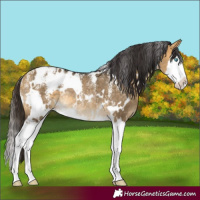 Horse Color:Powder White White Spotted Buckskin Dun Splash Rabicano