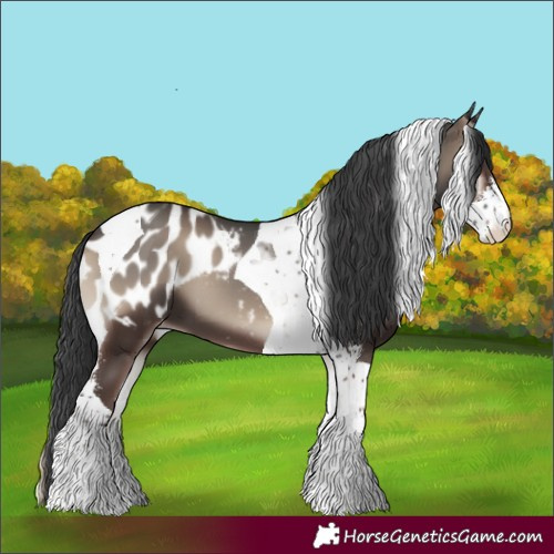 Horse Color:Blue Onyx Sabino Tobiano Appaloosa