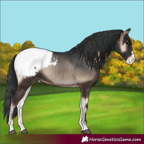 Horse Color:Blue Onyx Appaloosa Rabicano 