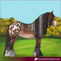 Horse Color:Powder White Bay Sabino Blanket 