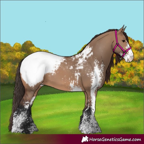 Horse Color:Brown Dun Sabino Appaloosa 