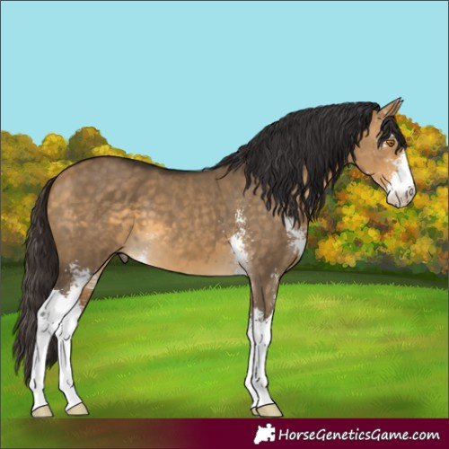 Horse Color:Buckskin Dun Sabino 