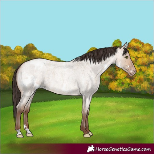 Horse Color:White Spotted Amber Champagne Roan Dun