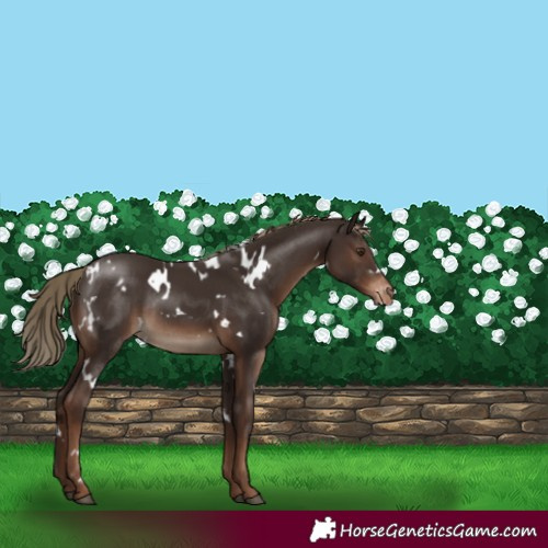 Horse Color:White Spotted Liver Chestnut Appaloosa Rabicano 