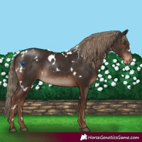 Horse Color:White Spotted Liver Chestnut Varnish Rabicano 