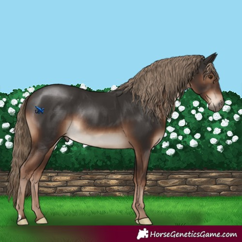 Horse Color:Liver Chestnut Rabicano 