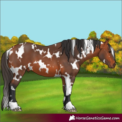Horse Color:White Spotted Bay