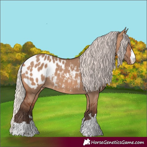 Horse Color:Silver Brown Dun Appaloosa