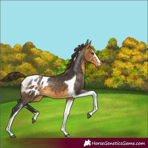 Horse Color:Buckskin Tobiano Varnish