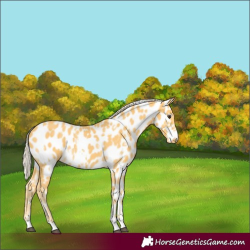 Horse Color:White Spotted Palomino Near Leopard
