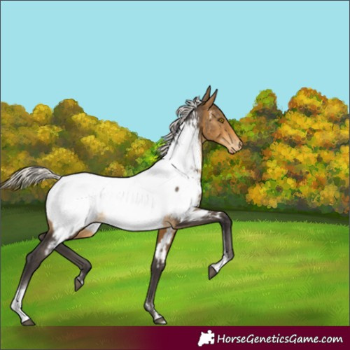 Horse Color:Silver Buckskin Tobiano Appaloosa