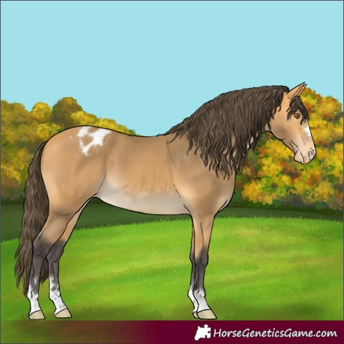 Horse Color:Buckskin Appaloosa