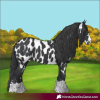 Horse Color:Black Near Leopard 