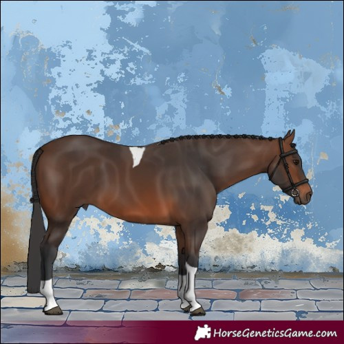 Horse Color:Brown Tobiano
