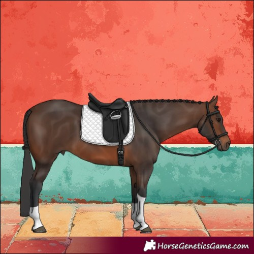 Horse Color:Brown Tobiano 
