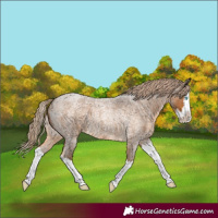 Horse Color:Chocolate Palomino Roan Splash 