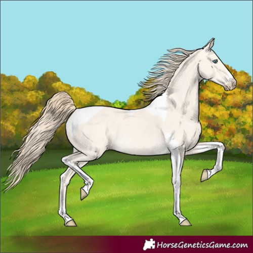 Horse Color:Perlino Dun Tobiano