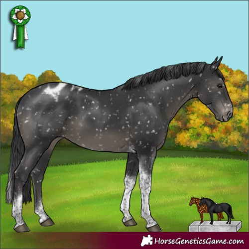 Horse Color:Black Tobiano Appaloosa