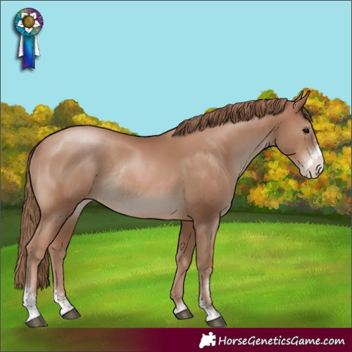 Horse Color:Black Pearl Sabino Rabicano 