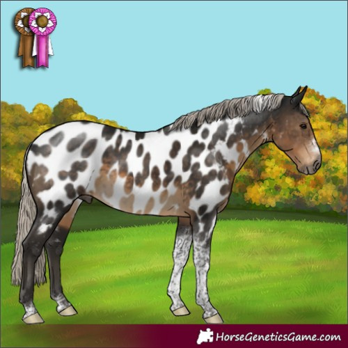 Horse Color:Gray Silver Smoky Black Tobiano Frame Appaloosa Rabicano 