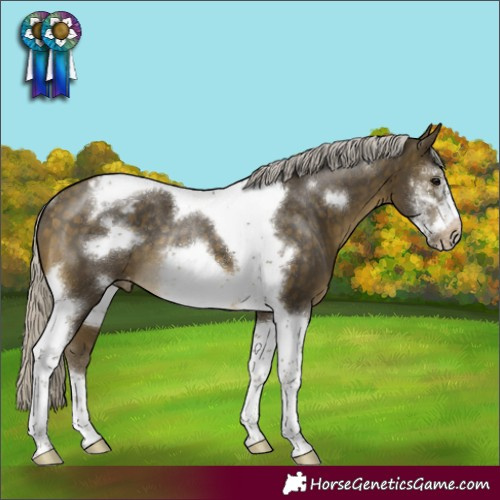 Horse Color:Silver Buckskin Sabino Tobiano Frame Appaloosa Rabicano 