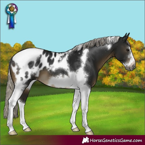 Horse Color:Gray Silver Buckskin Tobiano Frame Appaloosa 