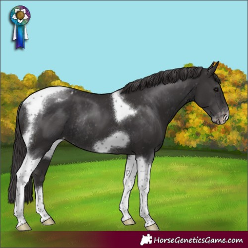 Horse Color:Smoky Black Tobiano Frame Appaloosa Rabicano