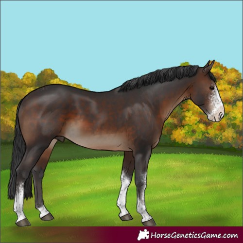 Horse Color:Brown Sabino Tobiano 