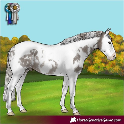 Horse Color:White Spotted Silver Black Splash Tobiano Appaloosa Rabicano