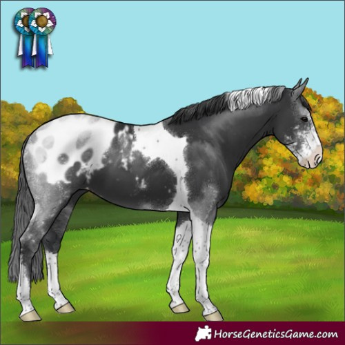Horse Color:Black Sabino Tobiano Appaloosa