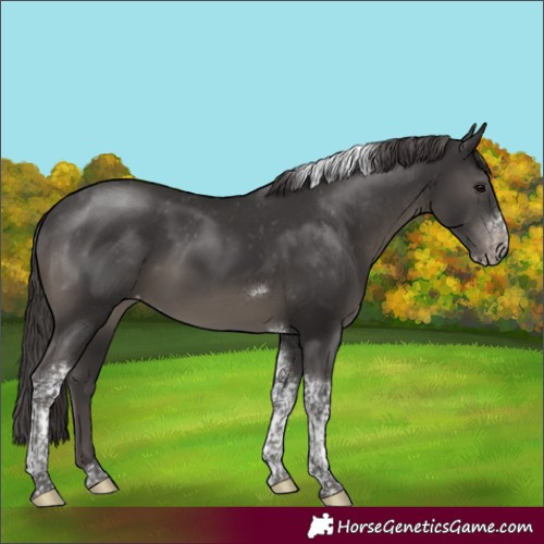 Horse Color:Smoky Black Tobiano Frame Appaloosa Rabicano 