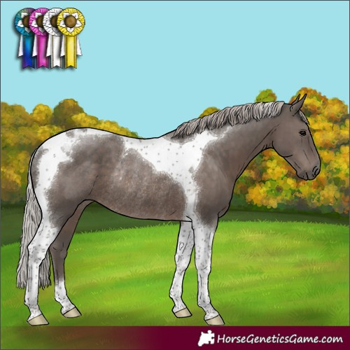 Horse Color:Silver Black Tobiano Rabicano 