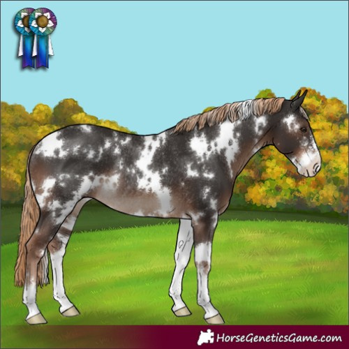 Horse Color:White Spotted Liver Chestnut Sabino Rabicano